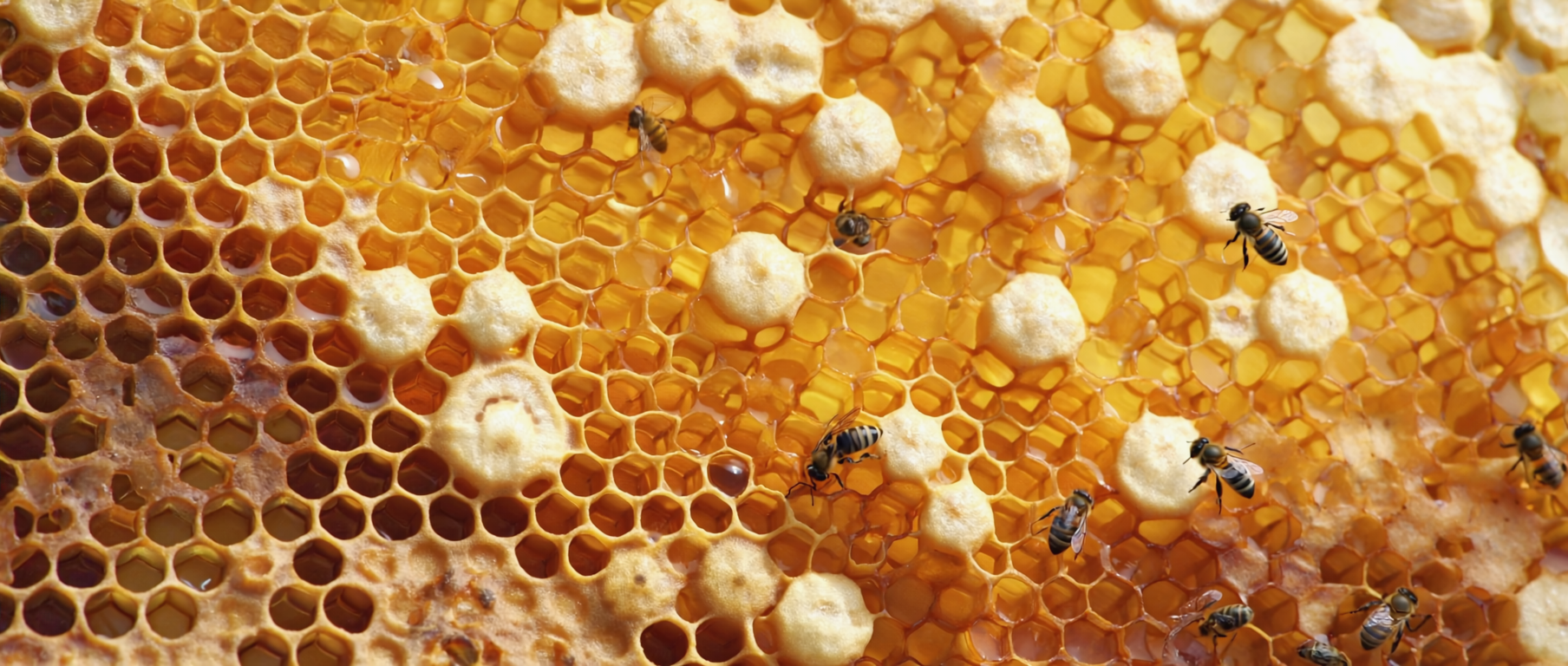 Detail einer mit Honig gefüllten Bienenwabe